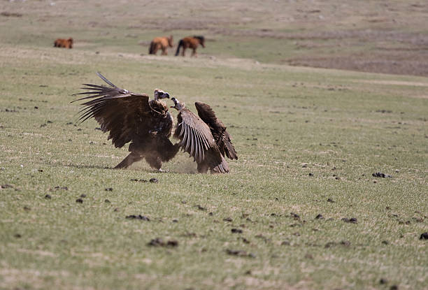 istock fight of vultures 147269284
