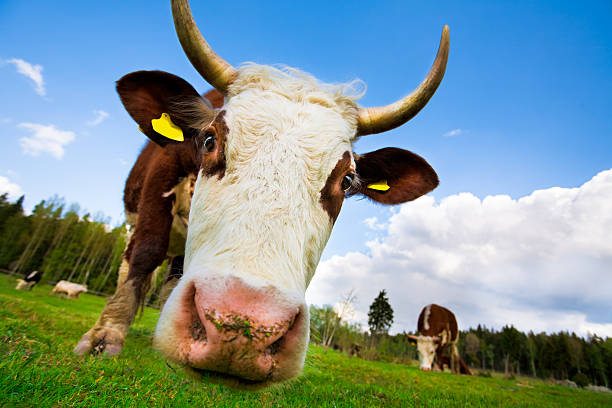 Curious Cow stock photo