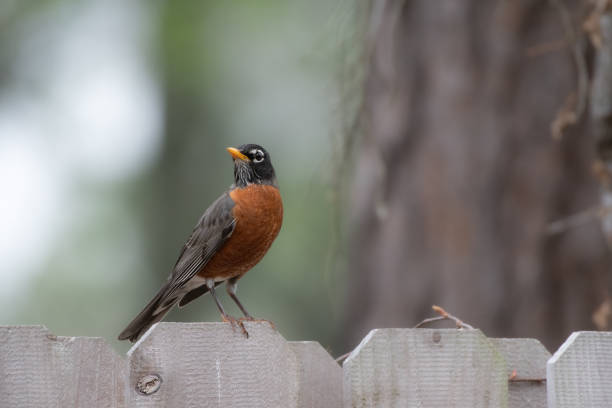 istock Turdus migratorius with its red breast and white ringed eyes poses on a fence in spring. 1472694086