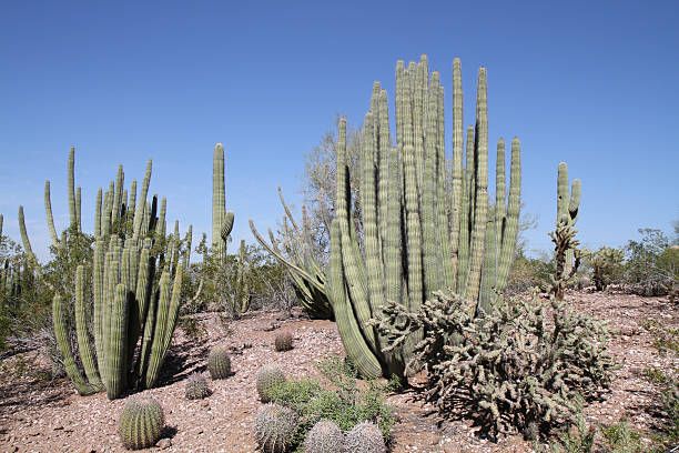 Desert-Szene mit organ pipe und saguaro-Kakteen – Foto
