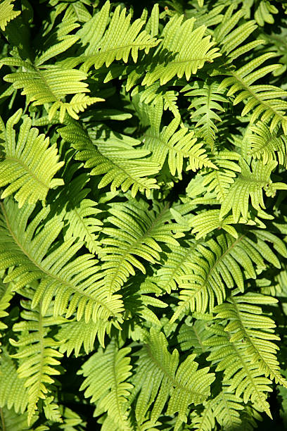 green fern leaves as a background stock photo