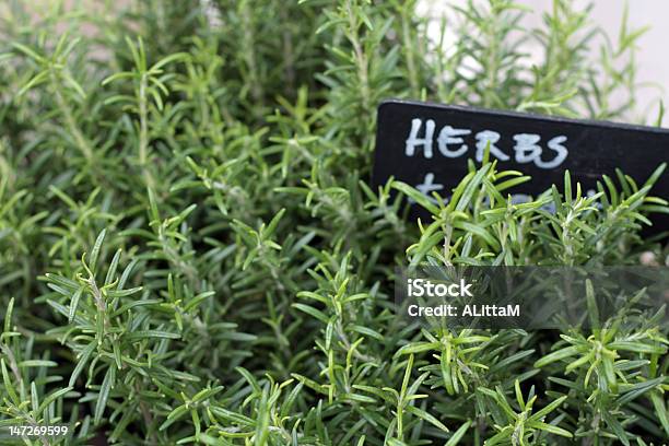 Rosemary On Sale Stock Photo - Download Image Now - Flower, Flower Pot, Herb