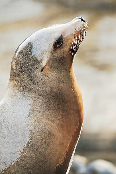 istock Steller Sea Lion 100327_095 147269615