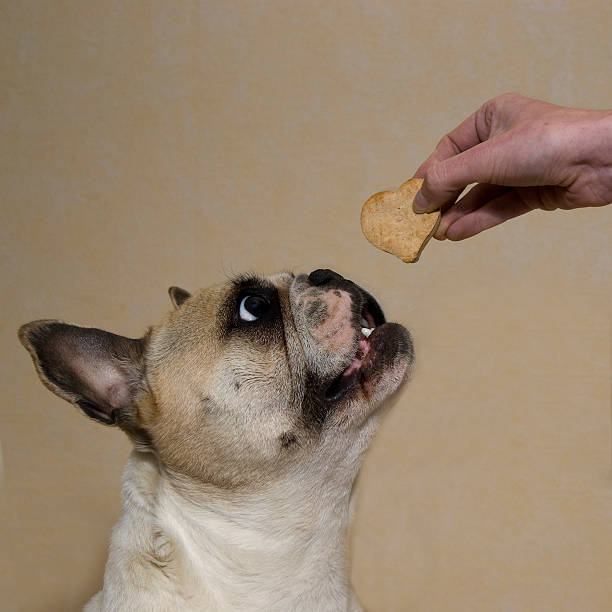 istock French bulldog hoping for a biscuit 147269696