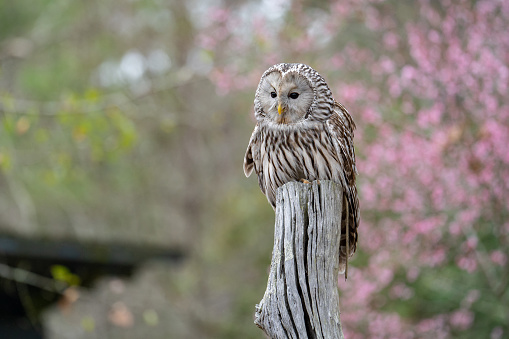 Ural owl sits on a post with blooming cherry trees behind it