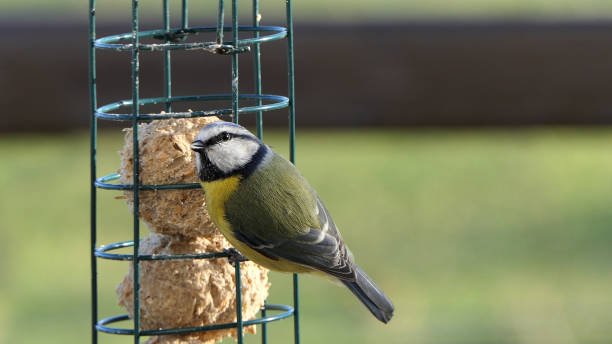 istock Blue Tit feeding on fat balls Coconut halves Suet on bird table uk 1472698511