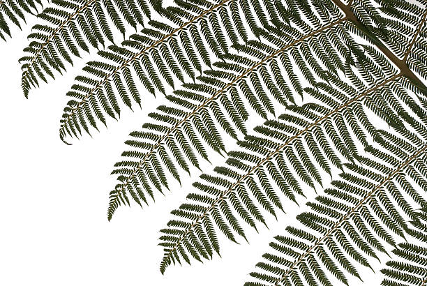 Silver Fern New Zealand Emblem Silver Fern is a New Zealand Emblem and an Icon found on many national uniforms fern silver new zealand plant stock pictures, royalty-free photos & images