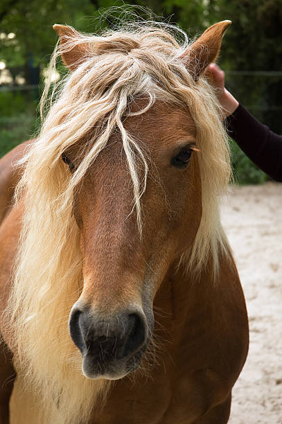 Horse stock photo