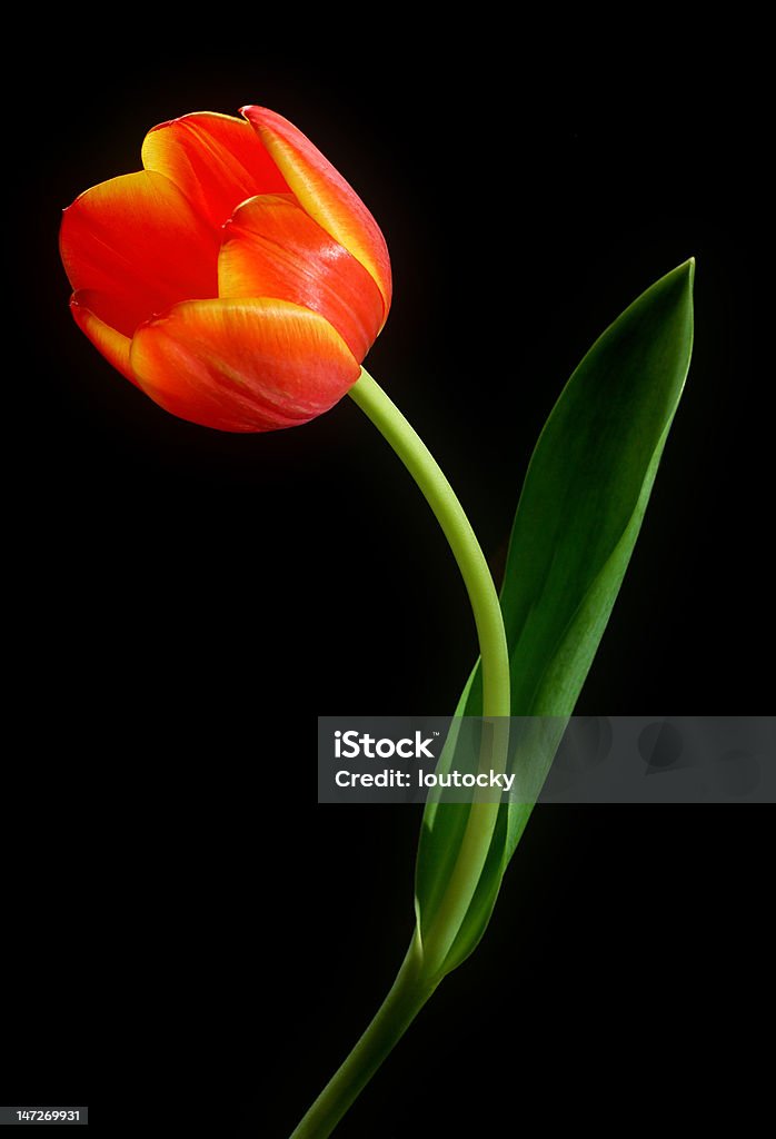 Tulips Photo of tulips on a black background with dew. Arrangement Stock Photo