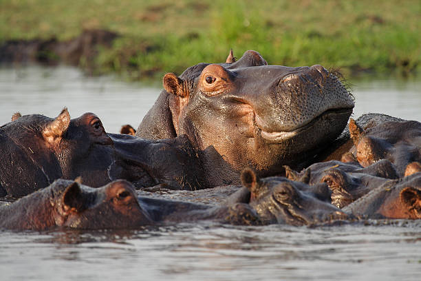 hippo maschio con vista dominante il quartiere - foto stock