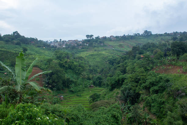 istock Green rice field on the hill 1472699524