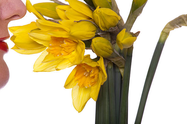 Daffodils sobre blanco - foto de stock