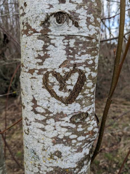 istock Heart carved into birch tree bark 1472699723
