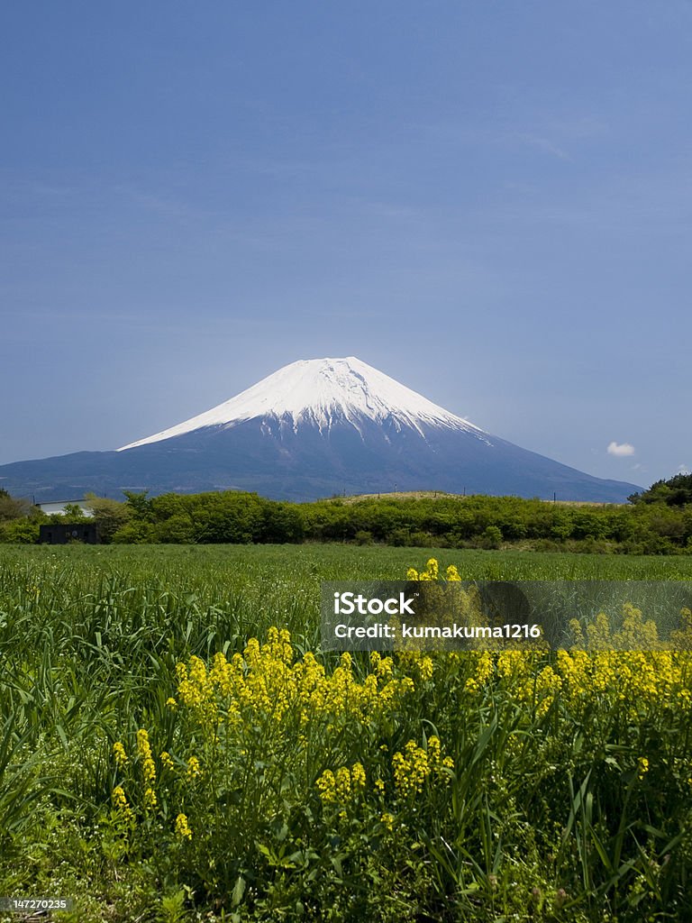 Mt.Fuji 및 유채 - 로열티 프리 0명 스톡 사진