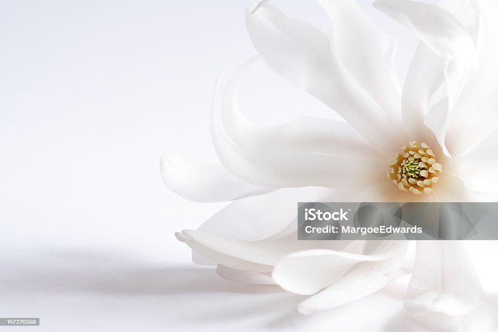 Magnolia - Lizenzfrei Baumblüte Stock-Foto
