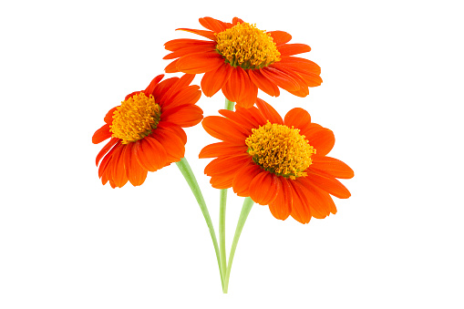 Zinnia isolated on white background.With clipping path.