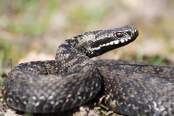 istock A close up of a Vipera Berks as it gets ready to strike 147270345