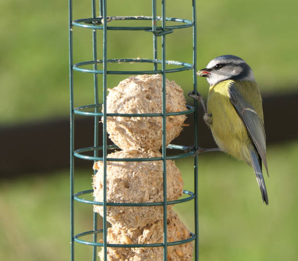 istock Blue Tit feeding on fat balls Coconut halves Suet on bird table uk 1472704042