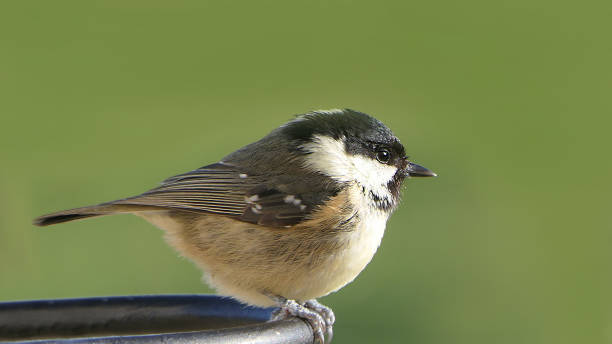 istock Coal Tit sitting on a gate in a wood UK 1472704099