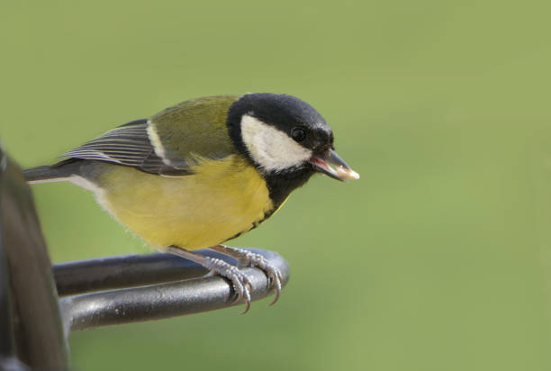 Great Tit woods Lochwinnoch