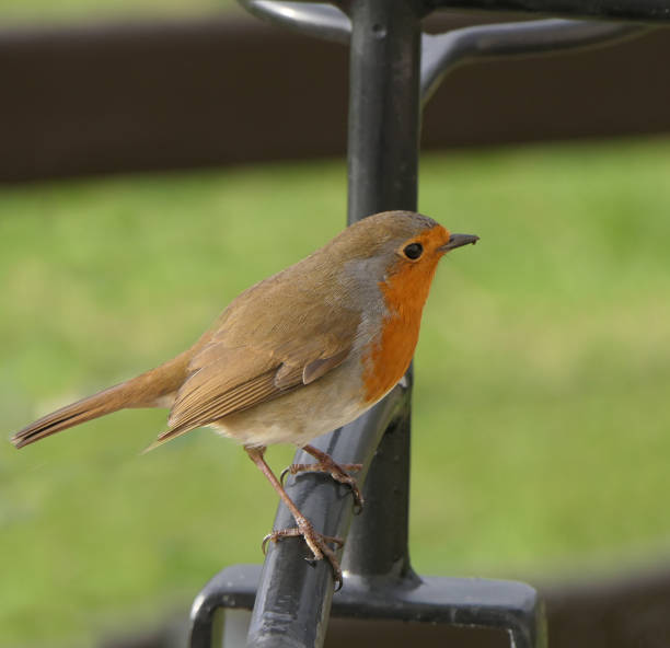istock Robin sitting on a fence 1472704264