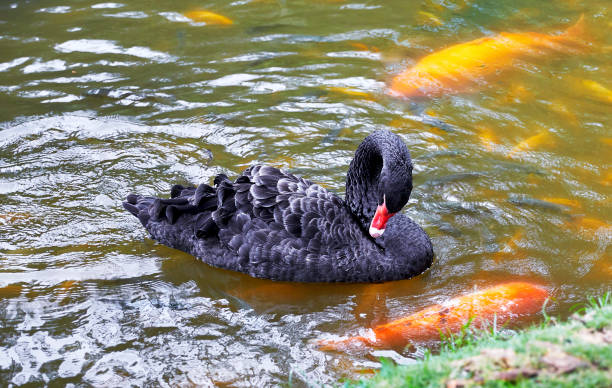 istock A Black Swan preening while swimming in a pond filled with Koi 1472704329