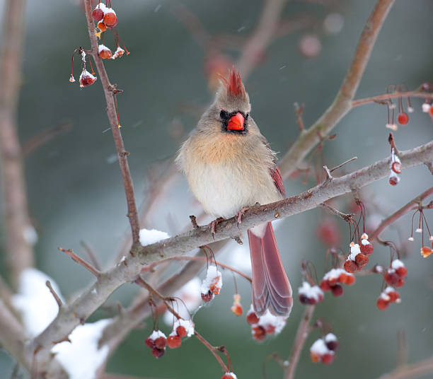 istock Female cardinal in snowstorm 147270581
