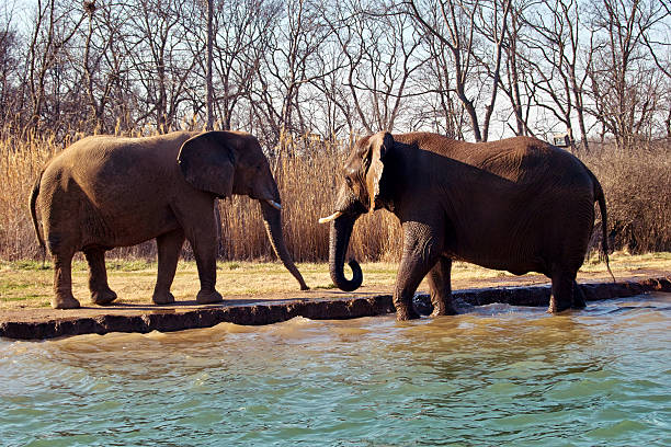 Deux éléphants - Photo