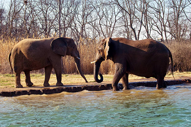 Dois Elefantes - fotografia de stock