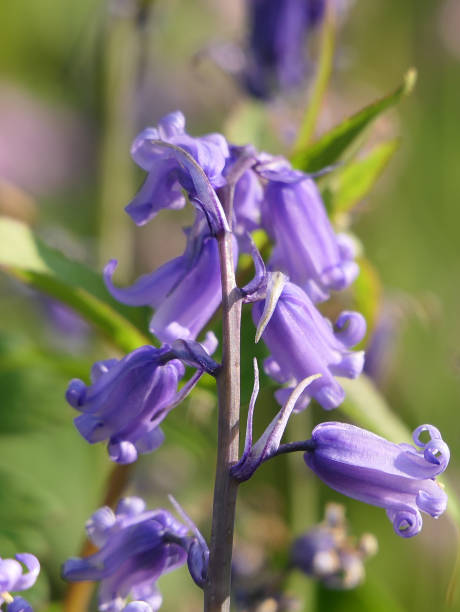 beautiful of bunch bluebells hyacinthoides growing in a garden in uk - common harebell imagens e fotografias de stock