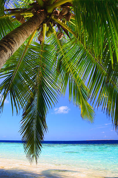 istock Maldives Tropical Paradise with Palm Trees and Beach 147270959