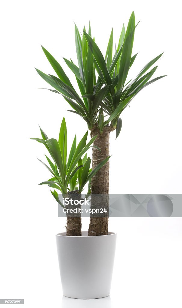 A couple of yucca house plants in a single white pot Yucca on a white background Yucca Stock Photo