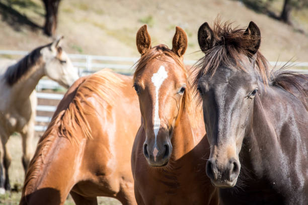 istock Horses in the field 1472710072