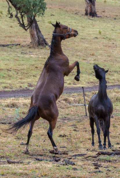 istock Horses in the field 1472710350