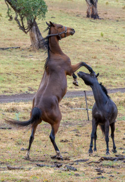 istock Horses in the field 1472710367