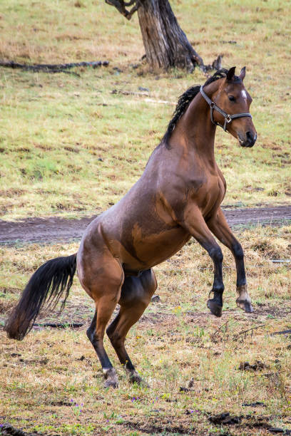 istock Horses in the field 1472710405