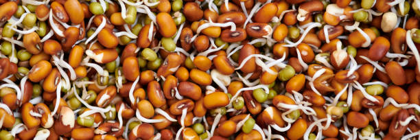 Mixed sprouts of red cowpea and green mung beans for healthy vegetarian snack, everyday superfood Mixed sprouts of red cowpea and green mung beans for healthy vegetarian snack, everyday superfood for vegetarianism. Fresh fabaceae sprouts for vegetarian meal or salad addition, banner resolution organic red cowpea beans stock pictures, royalty-free photos & images
