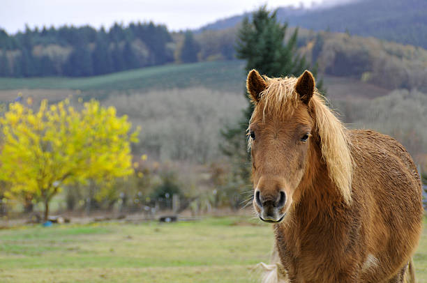 Wet brown pony Ritratto davanti paesaggio - foto stock