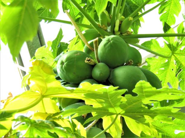 istock Japan. Papaya fruits under bright sun. 1472713696