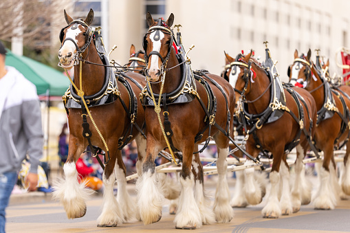Laredo, Texas, USA - February 19, 2022: The Anheuser-Busch Washingtons Birthday Parade, The Budweiser Clydesdales pulling the beer wagon