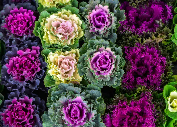 Autumn background with Ornamental Kale of green and purple color.