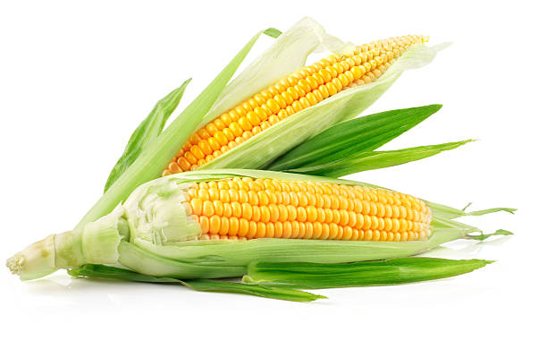 Isolated photo of fresh corn on the cob in husks stock photo