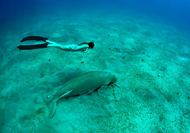 free diving girl and manatee in deep sea. two mermaid.