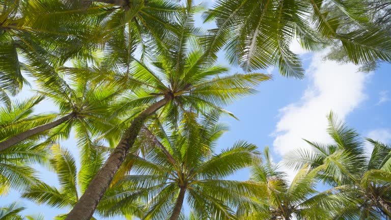 Bottom view of a coconut tree the sun shines through the branches blue sky. Miami, Florida.