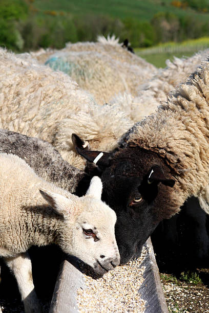 Lamb and Sheep Feeding on a Farm stock photo