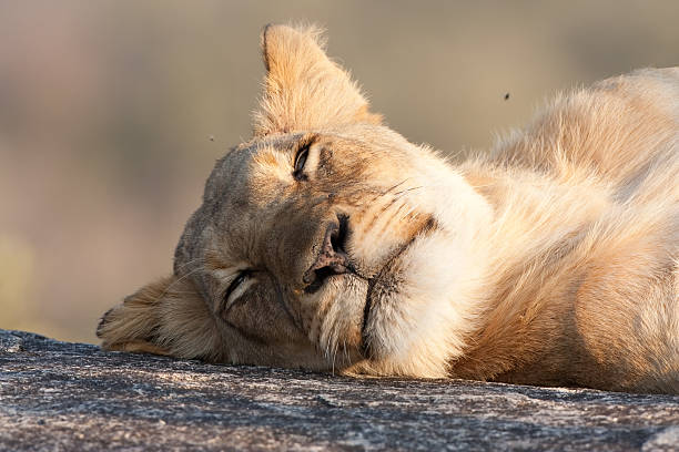 Lazy Lion stock photo