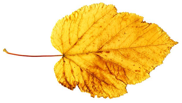 Cтоковое фото Желтый ОСЕННИЙ ЛИСТ изолированные на белом