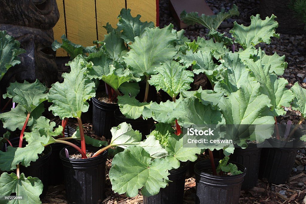 Rhubarb Several rhubarb plants ready for planting in the earth. Potted Plant Stock Photo