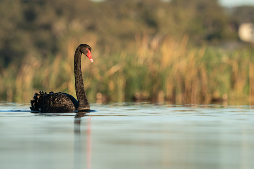 One black swan swimming in the water at the lake.