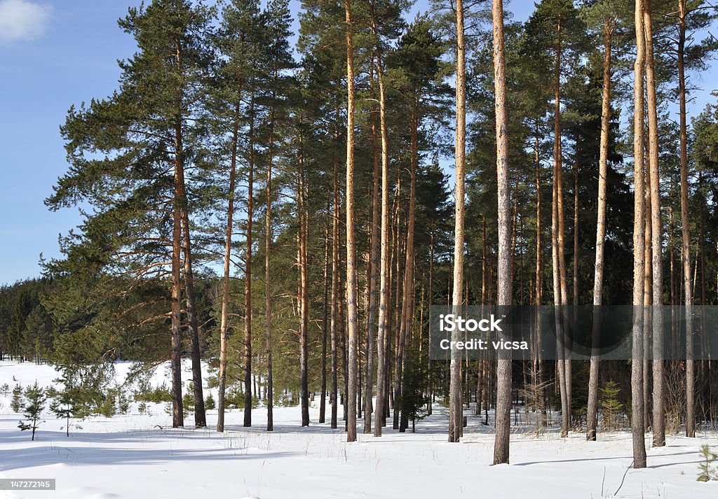 松の林の冬景色 - クリスマスのロイヤリティフリーストックフォト